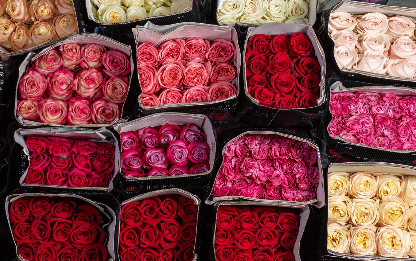 Rosas frescas de importación de Holanda en variedad de calibres.