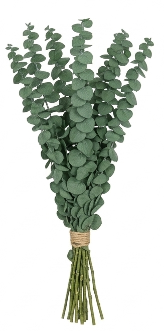 Ramas de Eucalipto Cinerea preservado