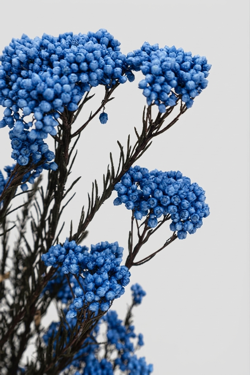 Racimos de flor de arroz azul preservada