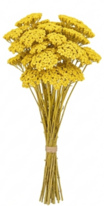 Flores de Achillea preservada para arreglos florales