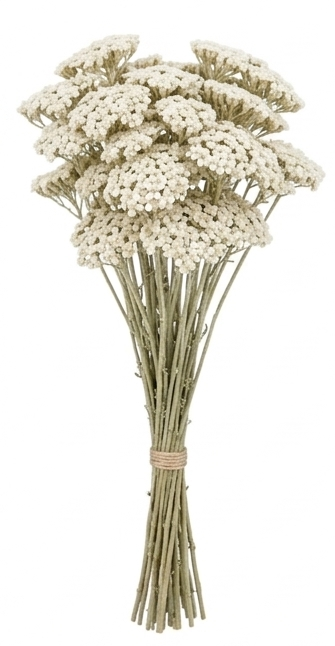 Flores de Achillea preservada para arreglos florales