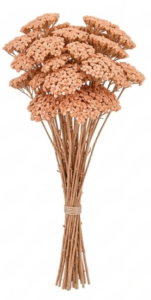 Flores de Achillea preservada para arreglos florales