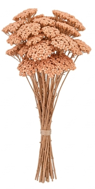 Flores de Achillea preservada para arreglos florales