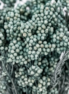 Racimos de flor de arroz preservada