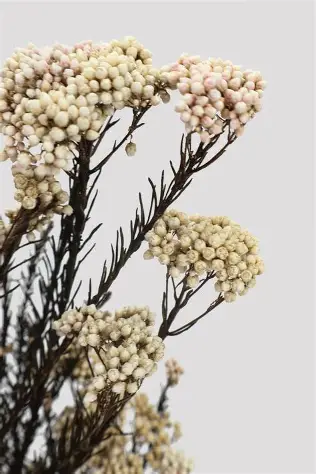 Racimos de flor de arroz preservada
