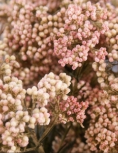 Racimos de flor de arroz preservada