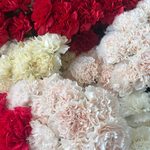 Clavel natural disponible en Extraflor para la campaña de Todos los Santos