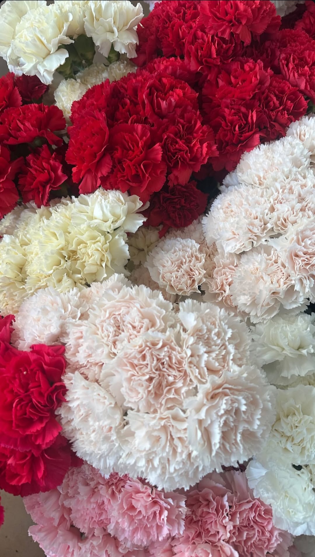 Clavel natural disponible en Extraflor para la campaña de Todos los Santos