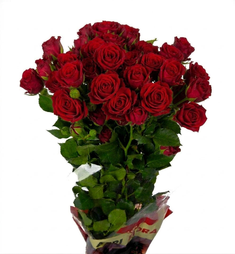 Rosas ramificadas rojas de Holanda frescas para ramos románticos y arreglos florales profesionales.